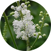 Black Cohosh