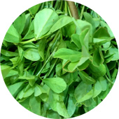 Fenugreek Seed