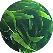 Pacific Kelp