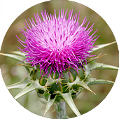 Milk Thistle