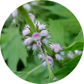 Motherwort Leaf