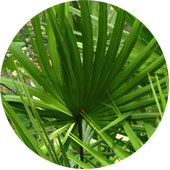 Saw Palmetto