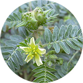 Tribulus Terrestis